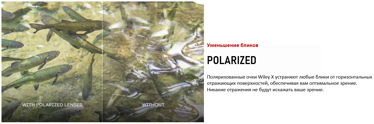 pol2.JPG